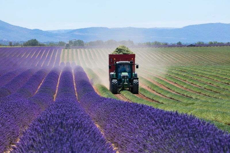 media/image/Traktor-Lavendelfeldi6lwvlQGuBh6X.jpg